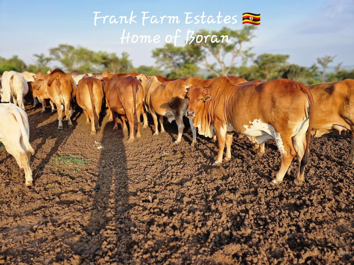 Frank Farm Estates Ltd (@ffarmestates1) on Twitter photo Happy to call this Home π‘ Happy to call this Home π‘