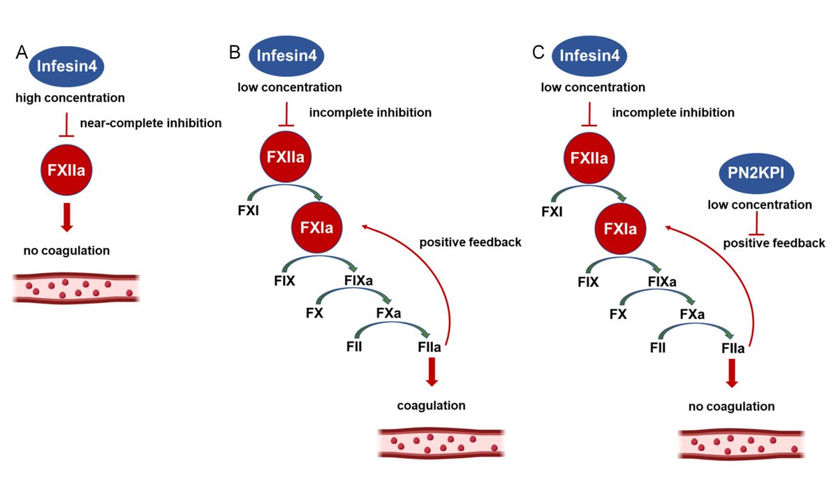 JCVPOnline's tweet image. Dual inhibition of FXIIa and FXIa shows promising anticoagulant synergy with no bleeding risk
pubmed.ncbi.nlm.nih.gov/38922574
#Anticoagulation #ThrombosisPrevention #BloodClots #MedicalResearch #BleedingRisk