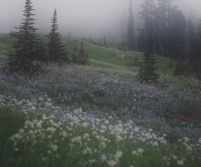 fairyland.🧚‍♂️ྀ࿐