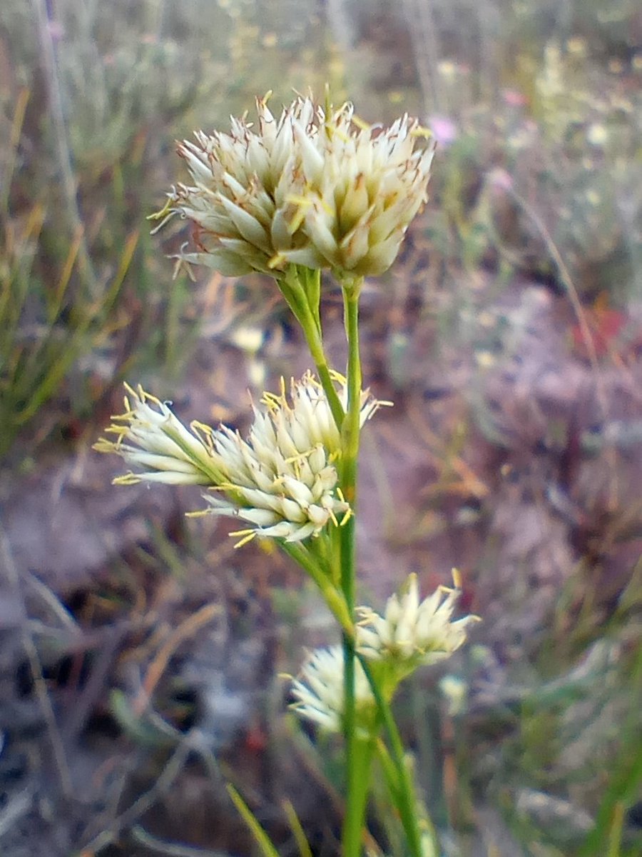 PurbeckWild's tweet image. White Beak-sedge outshining the Heather on the damper parts of the heath.

#sedges #wildflowerhour #twitternaturecommunity #grasses #acidicsoils