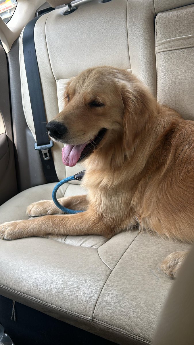 Found this beautiful Golden Retriever in Sector 43 #Chandigarh near ISBT on 5th of September.

Owner may please contact at 9814004525. 
<a href="/tarana2510/">tarana singh</a>⁩ ⁦<a href="/TheViditsharma/">Vidit Sharma 🇮🇳</a>⁩ ⁦<a href="/japs99/">jupinderjit singh</a>⁩ ⁦<a href="/grewal_sharma/">ManrajGrewalSharma</a>⁩ ⁦<a href="/ShivrattanDhil1/">Rattan Dhillon</a>⁩ ⁦<a href="/Jyoti_Abu/">Advocate Jyoti Khandelwal</a>⁩ ⁦<a href="/jomalhotra/">Jyoti Malhotra</a>⁩