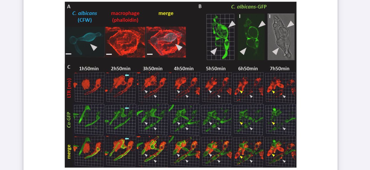 neil_gow's tweet photo. Catch our new report. Swollen hyphae of Candida are induced in and protected from the toxic environment of the macrophage phagolysosome. ⁦@MRCcmm⁩ ⁦⁦@eurconfmedmycol⁩ ⁦@ISHAM_Mycology⁩ ⁦@BritSocMedMyc⁩ 
https://t.co/WaAxffCj1D https://t.co/WDDRQlGowT