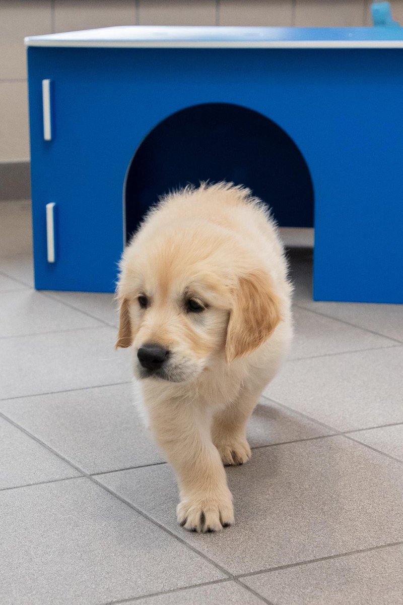 Bailey when he was 7 weeks old. Photo from <a href="/guidedogs/">Guide Dogs</a> Sponsor a Puppy page