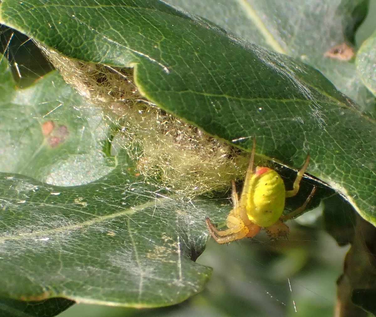 David Adamson tweet media