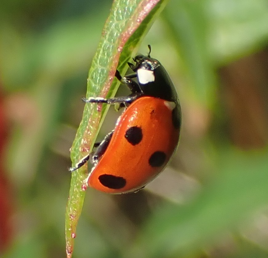 David Adamson tweet media