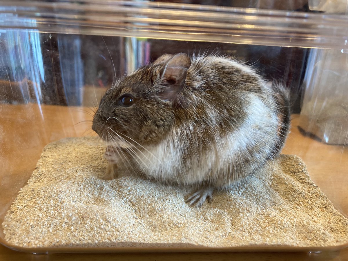CHIKUDegu1's tweet photo. 砂浴び、そしておやつ！ https://t.co/5qNFnqWbAU