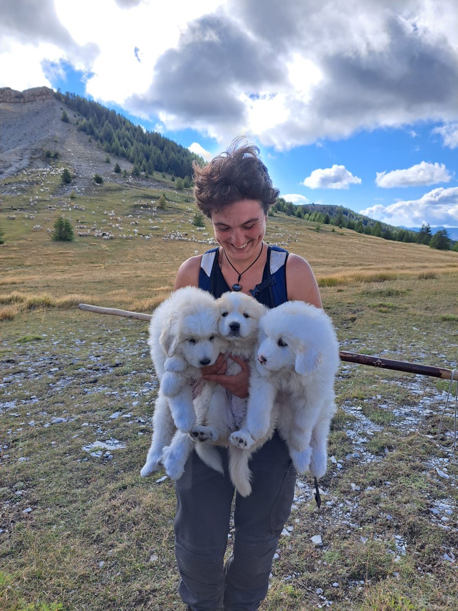 Yesterday’s walk to the shepherds featured an unexpected surprise: three lost patou puppies that had been separated from their flock. The patous and their shepherdess are now reunited. ⛰️🐑 #alternetsummerschool