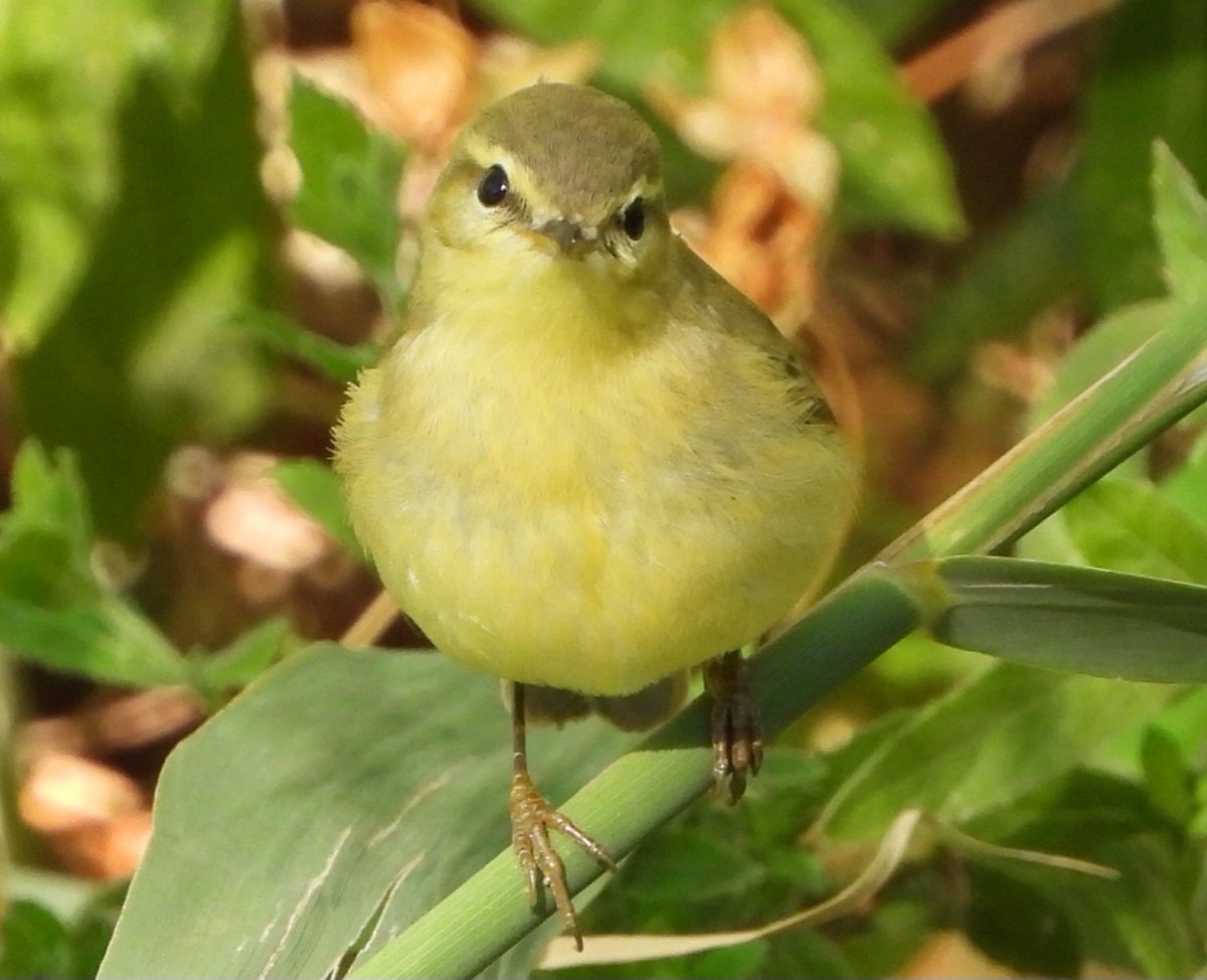 Ya ha empezado el paso migratorio postnupcial de pajarillos, y ya se está notando en el renaturalizado tramo urbano del Manzanares, cuya islas y orillas son utilizadas por gran variedad de aves para refugiarse y alimentarse. Aquí tenéis algunas de las especies más frecuentes: