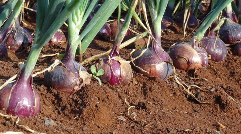 abbkar_ai's tweet photo. Which state is the largest producer of Onion in Northern Nigeria ?🤔 https://t.co/GwYVRh9I8Z