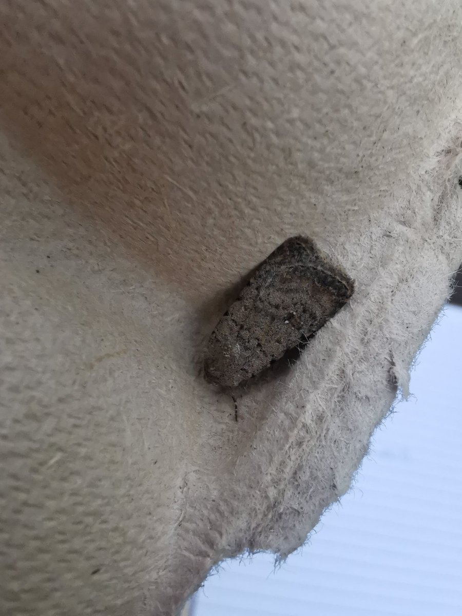 ACairnswood's tweet photo. Terrible photo I know and it's the same moth just in different lights. This Pale Mottled Willow really stood out in the trap this morning! #VC63 #mothsmatter https://t.co/lWSvO3FkEZ