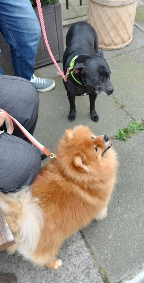 Bessie's been <a href="/TheBlackburne/">The Blackburne Arms</a> seeing her cousin Teddy this #StaffieSaturday #AdoptDontShop 😆🐾💕