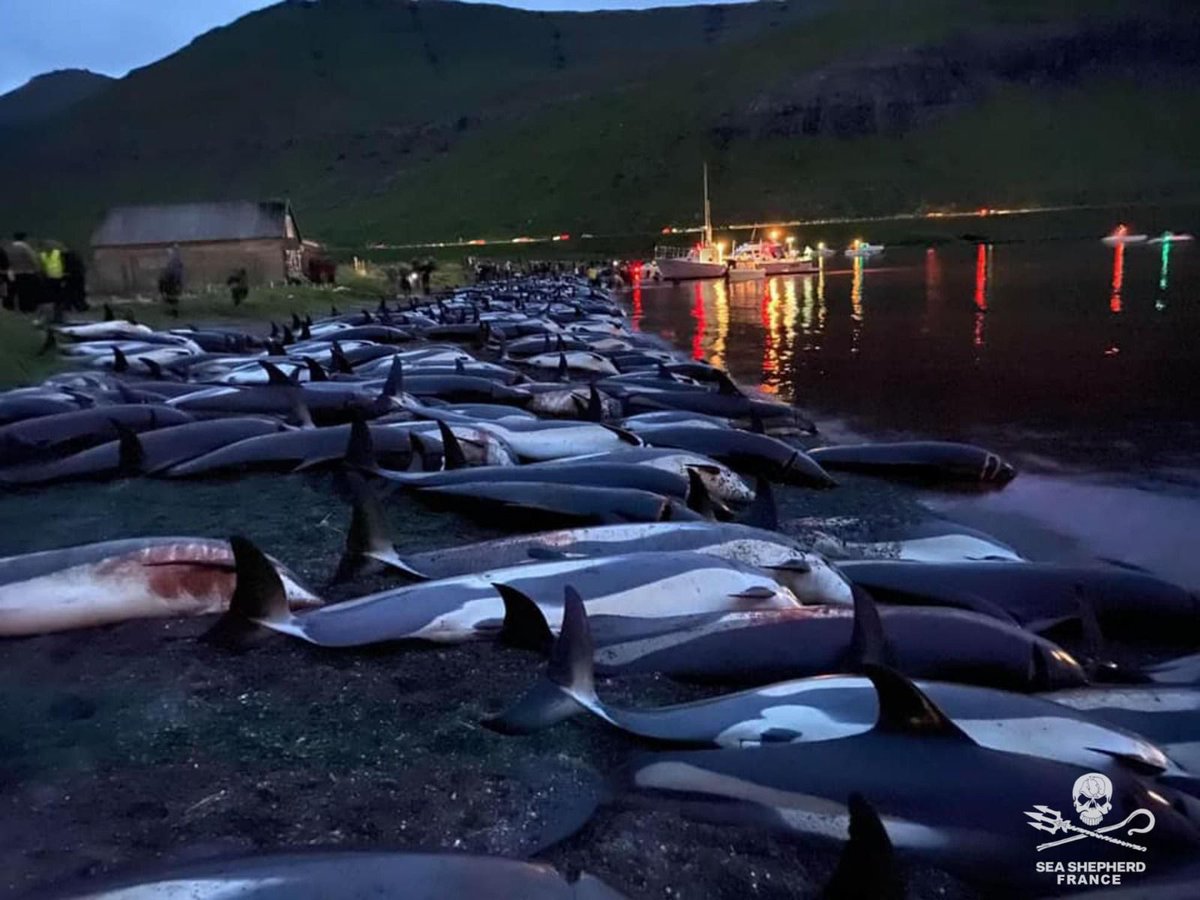 SeaShepherdFran's tweet image. GRIND - Îles Féroé / Danemark : le massacre est terminé.

Ce sont 130 dauphins qui ont été tués au nom d’une tradition d’un autre âge grâce au déploiement des forces militaires danoises qui nous empêchent d’intervenir.

Photos : Grind du 12 septembre 2021 où 1428 dauphins à…