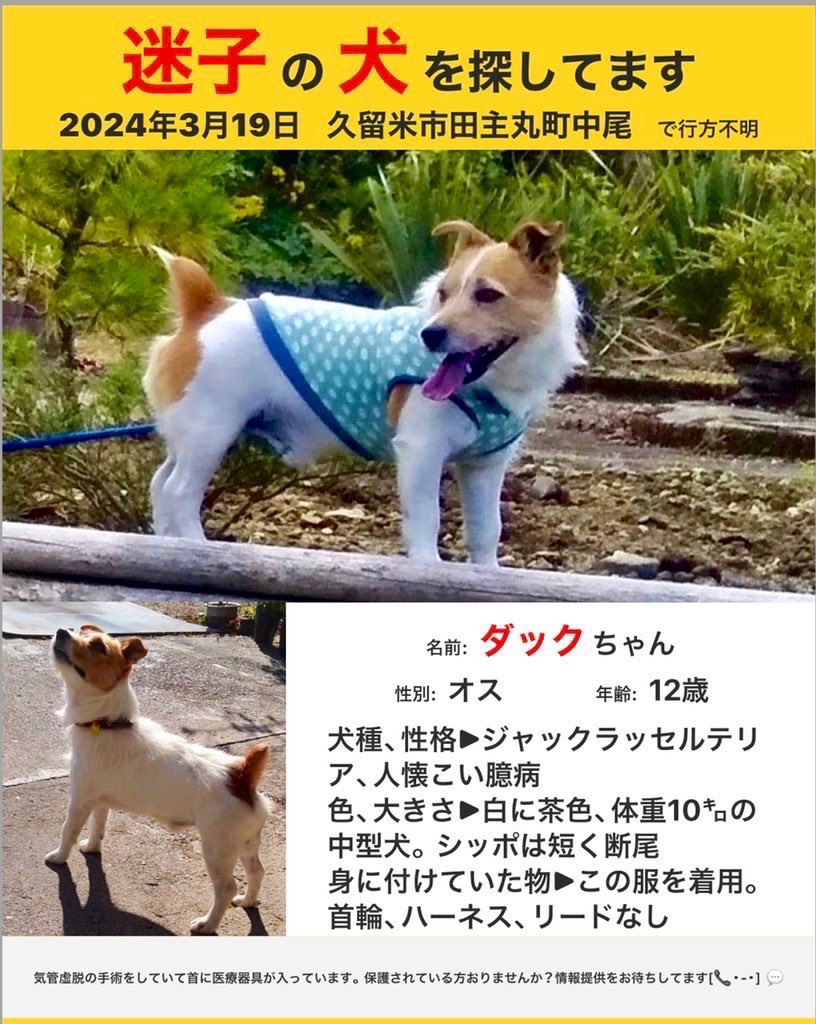 emi___k10226's tweet image. ダックがいなくなって171日目

福岡県久留米市から迷子になったオスのジャックラッセルをずーっと探しています。
どこかで幸せに暮らせてますように🙏
情報提供お待ちしております🙇‍♀️
 #迷い犬 #迷子犬 #福岡県 #捜索中