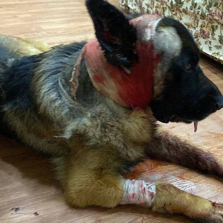In Kamchatka Russia, a German Shepherd saved its owner from four bears.

Two adult Bears and two young ones, attacked a man from behind in the village of Svetly, but his dog Irbis fought them off, saving his masters life.  

Now, Irbis has undergone surgery and is recovering.