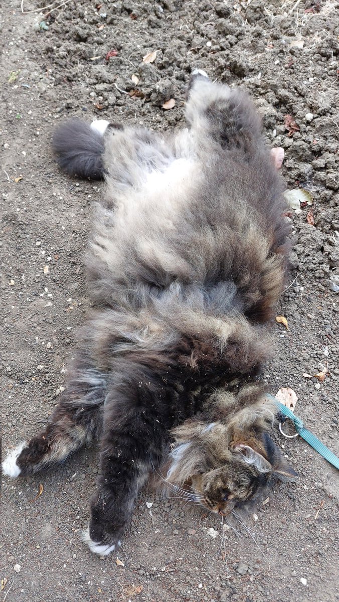 greendragon123's tweet image. #Caturday #cattwitter Bear loving the dry earth.....😺