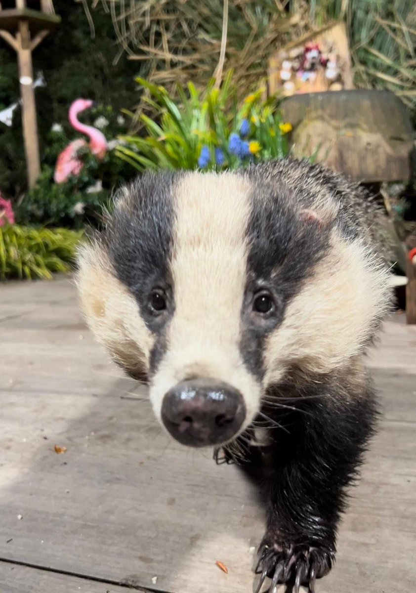 Mr Lumpy & Friends tweet media