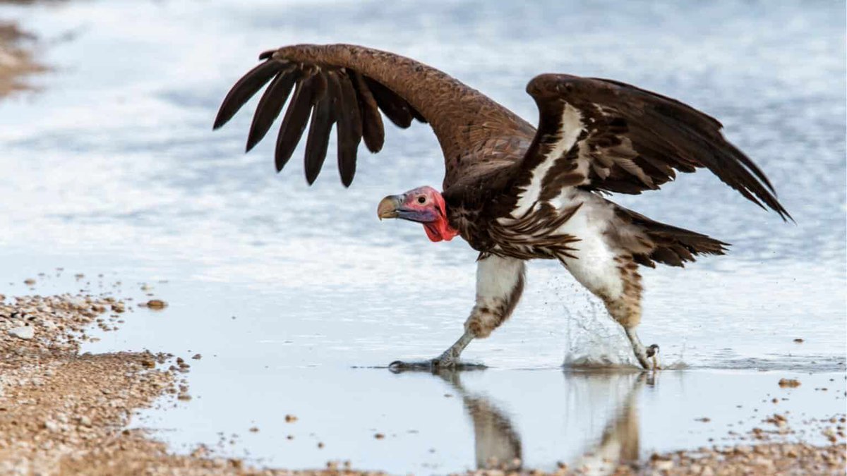 Happy International Vulture Awareness Day!

Did you know that 10 species of vulture on our EDGE bird list?

Featured today is the Lappet-faced Vulture, considered the largest species of vulture in Africa with a wingspan up to 2.9m and the focus of EDGE alumna Kudzanai Dhliwayo.