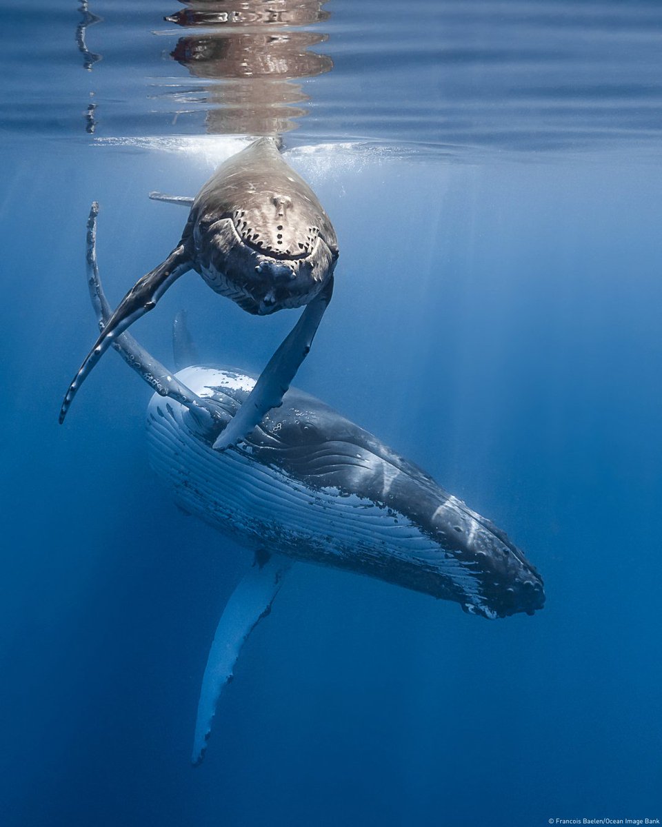International #LiteracyDay | The Venice Declaration for Ocean Literacy in Action guides us in engaging society to regenerate the ocean.

#OceanLiteracy is key to empower communities and preserve ocean cultures. Read and share the Declaration: ow.ly/CLaT50SgGiS

#OceanDecade