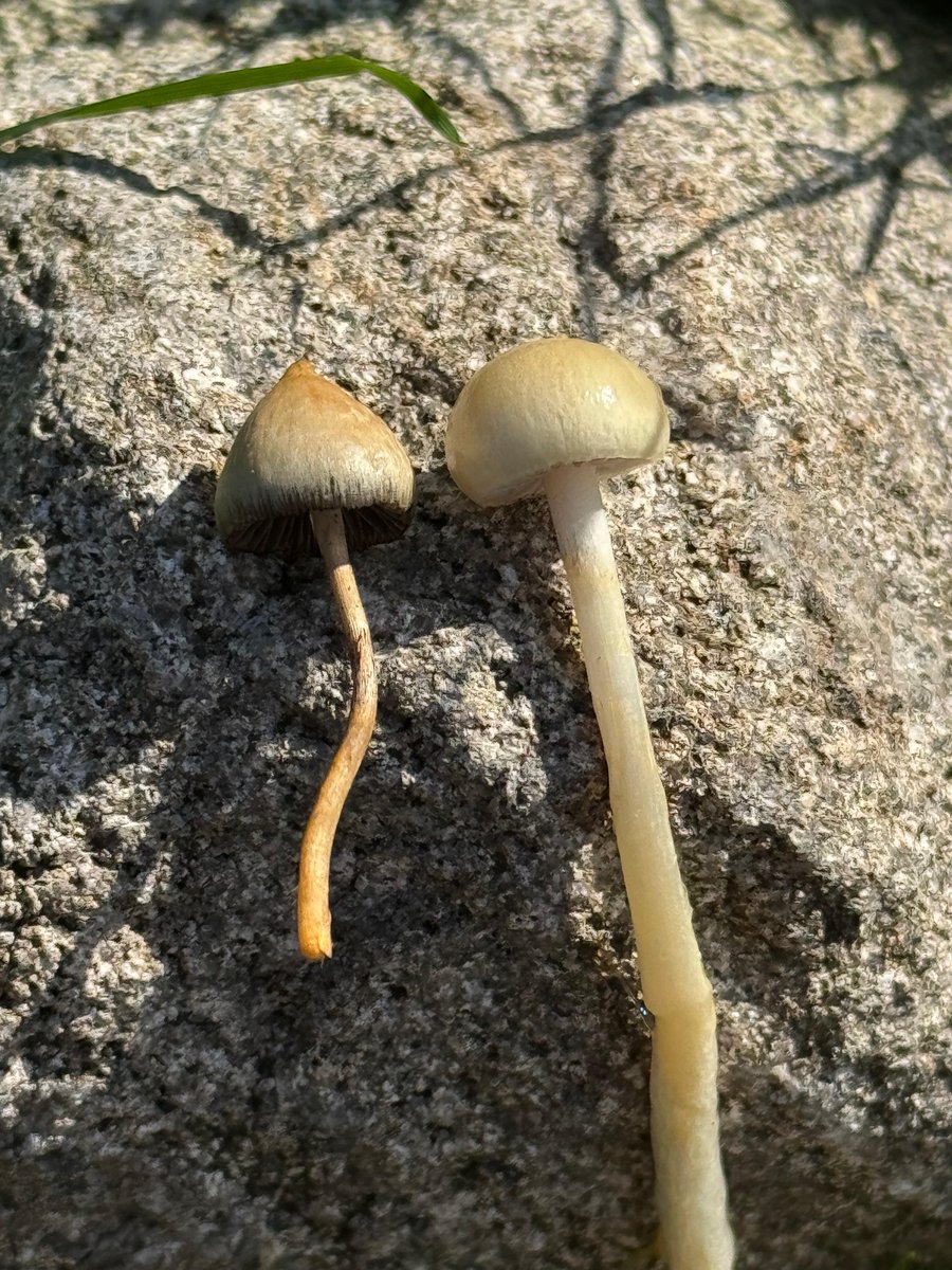 SpissFleinsopp's tweet image. Ut og sanke fleinsopp i dag og fremdeles litt usikker på identifisering?  

Ta i så fall en titt på bildene i denne korte 🧵.  

Spiss fleinsopp til venstre, den sannsynligvis vanligste forvekslingsarten – sitronkragesopp – til høyre. #fleinsopp #sopp #narkotwitter