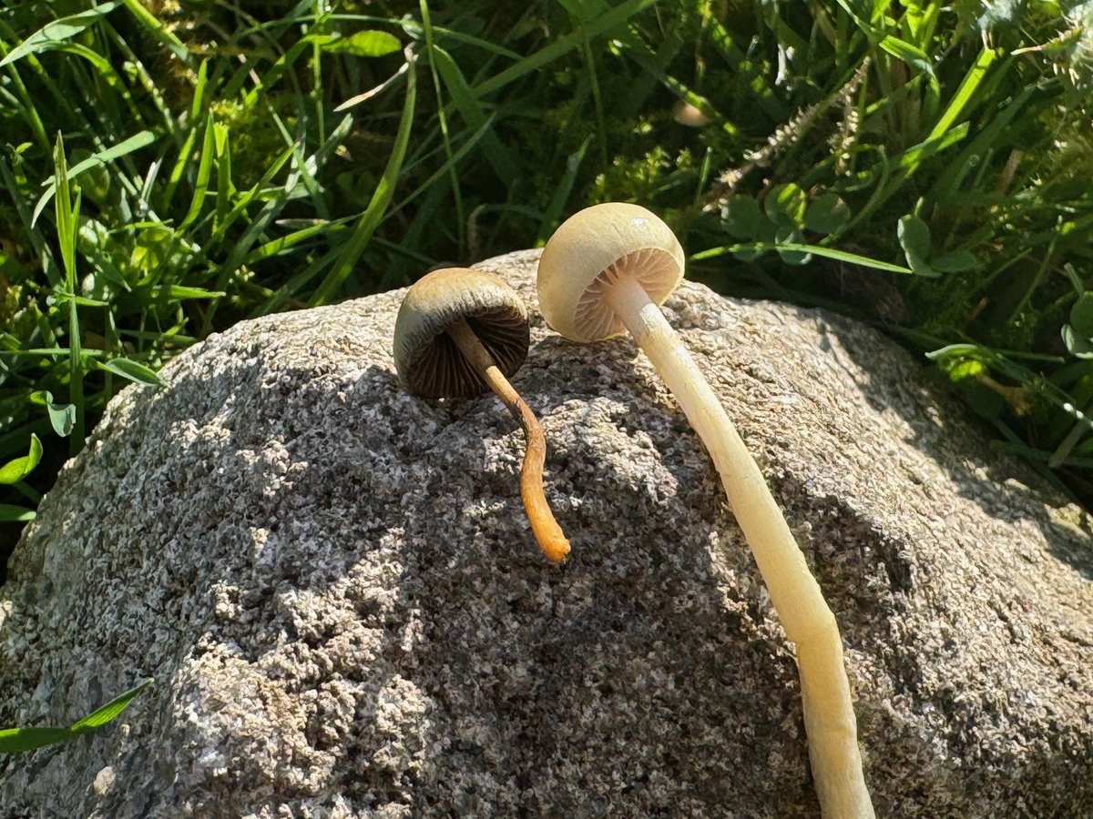 SpissFleinsopp's tweet image. Ut og sanke fleinsopp i dag og fremdeles litt usikker på identifisering?  

Ta i så fall en titt på bildene i denne korte 🧵.  

Spiss fleinsopp til venstre, den sannsynligvis vanligste forvekslingsarten – sitronkragesopp – til høyre. #fleinsopp #sopp #narkotwitter