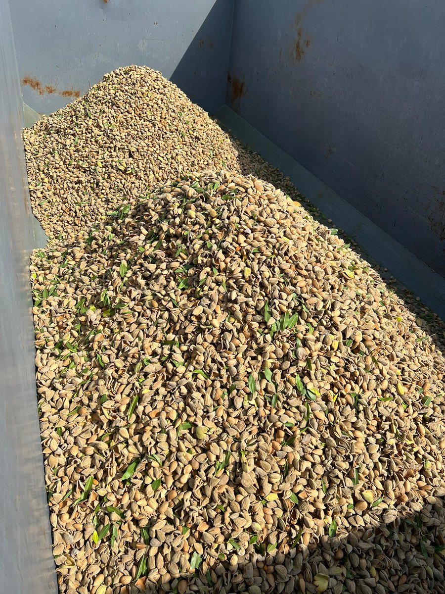 Agromillora_'s tweet image. ¡SIGUE EN RUTA  #DEMOTOUR!
Tras las jornadas en Finca Urzaiz, #Navarra y Finca RETSE en Pinoso, no te pierdas la próxima jornada de recolección mecanizada almendro en seto
🗓️ 10 sept.
📍Villarrobledo
✍🏼info: eu1.hubs.ly/H0c8BPz0

@synergynuts @NewHollandAG almendro #agro