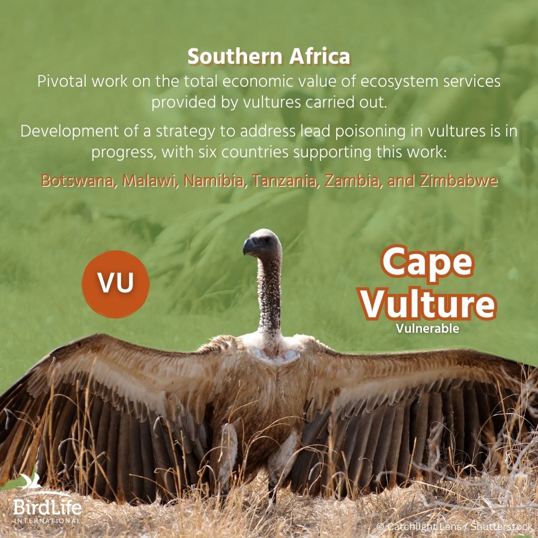 How much do you know about vultures? 🦅

Today is International Vulture Awareness Day! Out of the 23 vulture species worldwide, here are some facts about the:

✈ Rüppell’s vulture – Holds the record for the highest-flying bird which reached the altitude of 11,300 metres (37,000