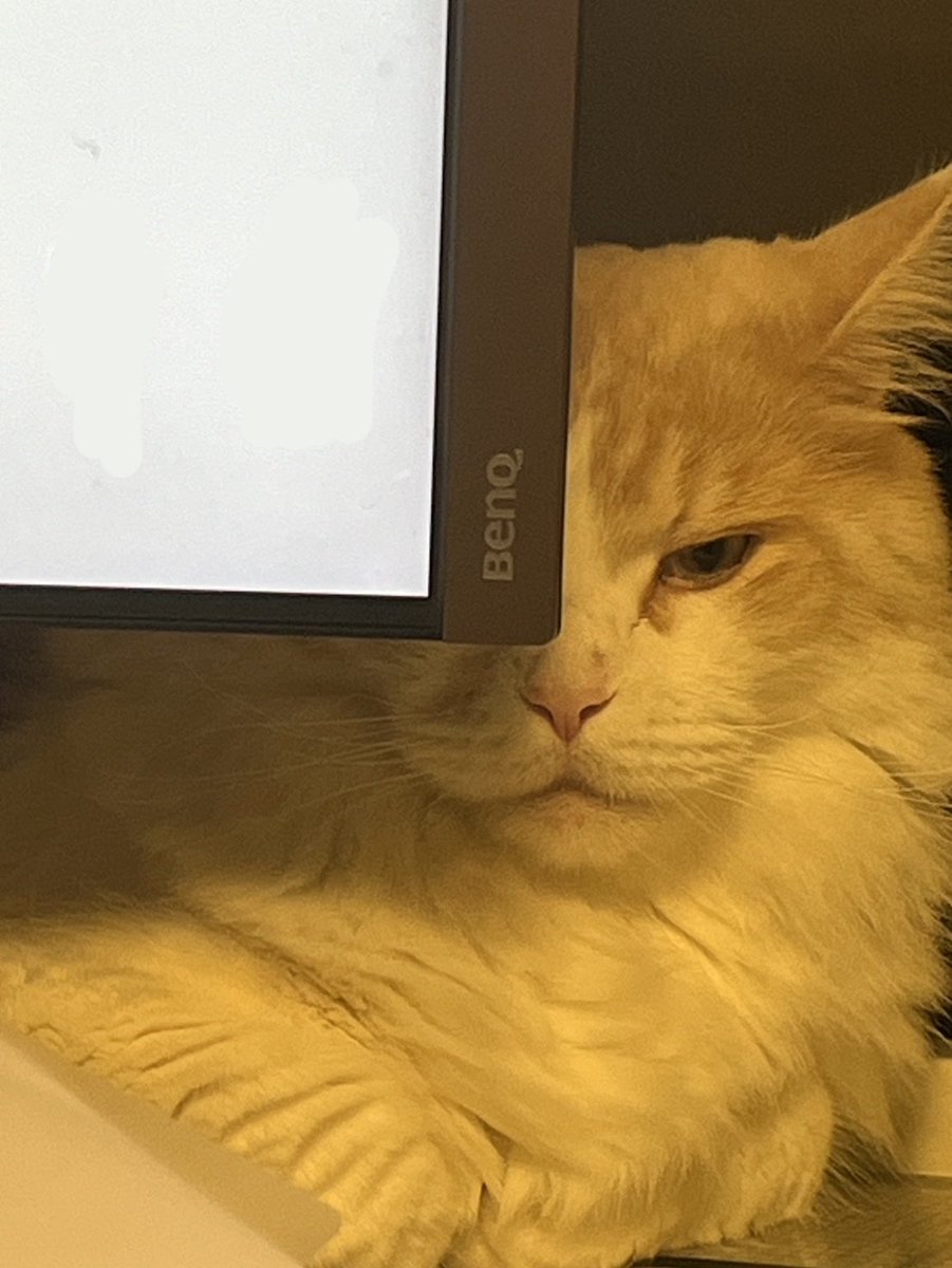 nekoemirin's tweet photo. 猫は見ている

#メインクーン https://t.co/P5q3Sm8rvj