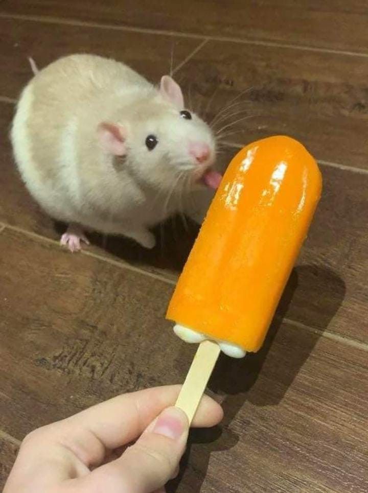 🐀 🍦