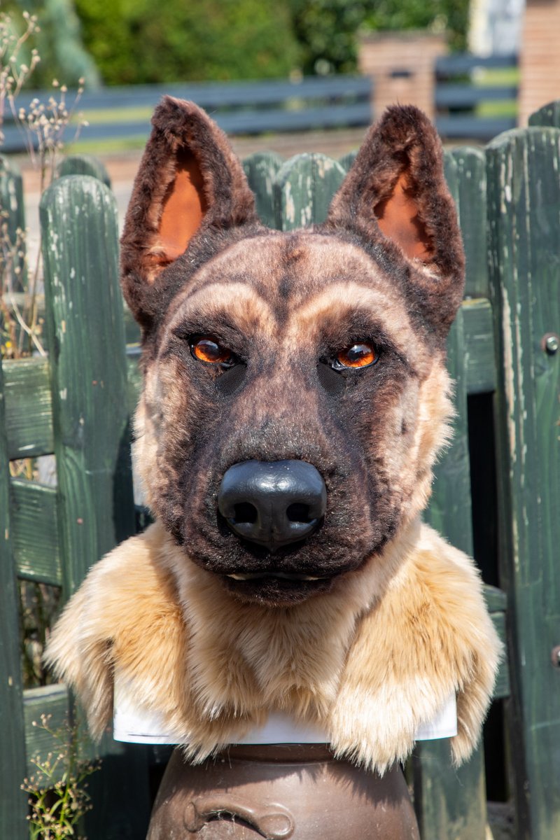 Arahn_Doberman's tweet image. The Malinois fullsuit auction ends tomorrow

thedealersden.com/listing/malino…

Retweet for a chance to win 4 paw ice molds

At the end of the auction, one random lucky winner will be chosen
International shipping included!