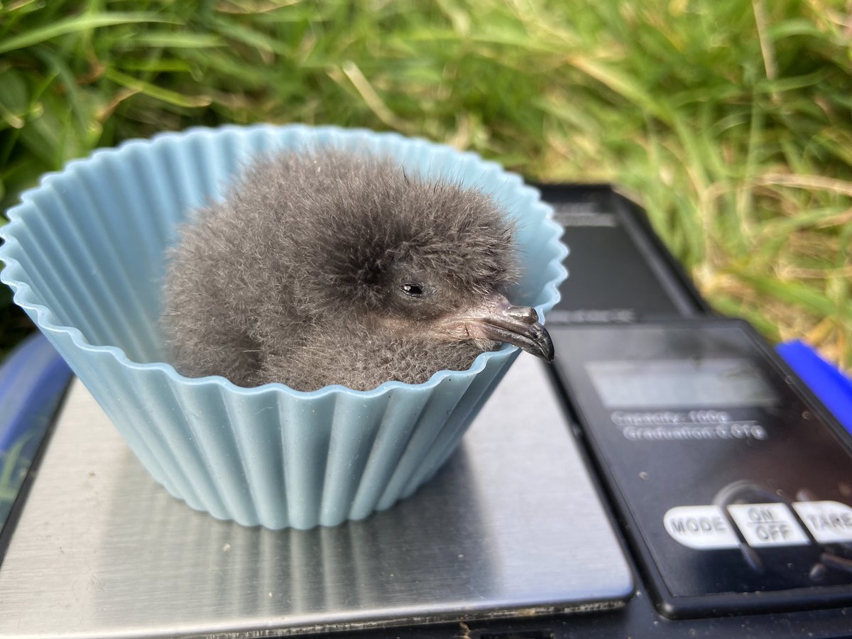 We only have three small Storm-petrel chicks in the study boxes on Nólsoy at the moment, with 38 boxes having had eggs laid! Others will certainly hatch in the next week, but it’s very interesting to observe how late the season is this year. Anyone else found the same?