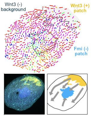 Clytia group LBDV (@clytia_vlfr) on Twitter photo In Clytia embryos, a single Wnt ligand source independently orients PCP to guide morphogenesis and regulates axial gene expression. Was this coupling mechanism at the origin of animal axis specification? biorxiv.org/content/10.110… Elegant study led by <a href="/tsuyoshimomose/">Tsuyoshi Momose</a>
<a href="/biodev_vlfr/">LBDV Villefranche</a> In Clytia embryos, a single Wnt ligand source independently orients PCP to guide morphogenesis and regulates axial gene expression. Was this coupling mechanism at the origin of animal axis specification? biorxiv.org/content/10.110… Elegant study led by <a href="/tsuyoshimomose/">Tsuyoshi Momose</a>
<a href="/biodev_vlfr/">LBDV Villefranche</a>