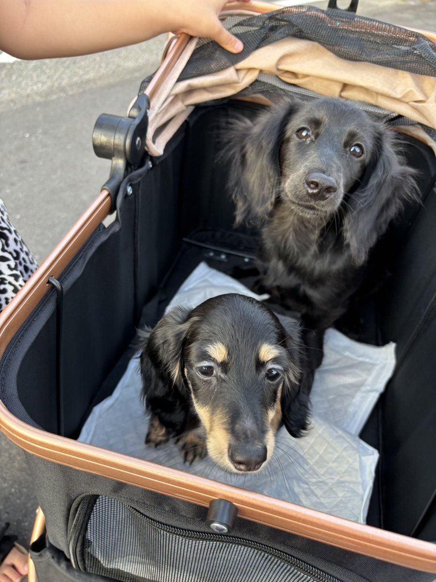 カート届いて使ったら超便利🥹