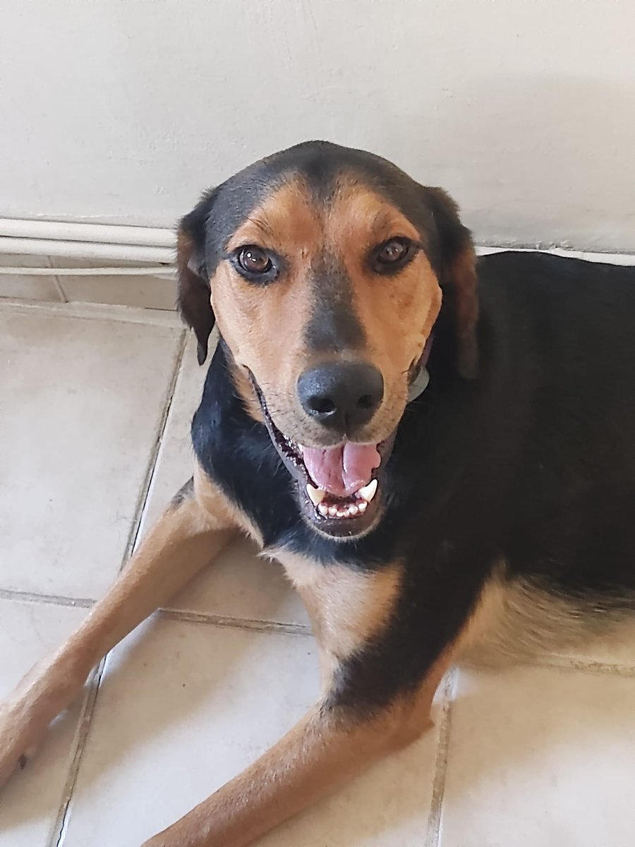 areagossosbdn's tweet image. 🆘🆘¡¡ATENCIÓN!!🆘🆘
Piden ayuda para encontrar a este perrito, se ha perdido por la zona de la Torre de les Guàrdies en #ElPerelló
#Tarragona. Puede estar por la Font del Tita o alrededores.
Se llama SATAN, tiene chip y un collar lila.
📞 634231532 / 657911142
Máxima difusión 📣