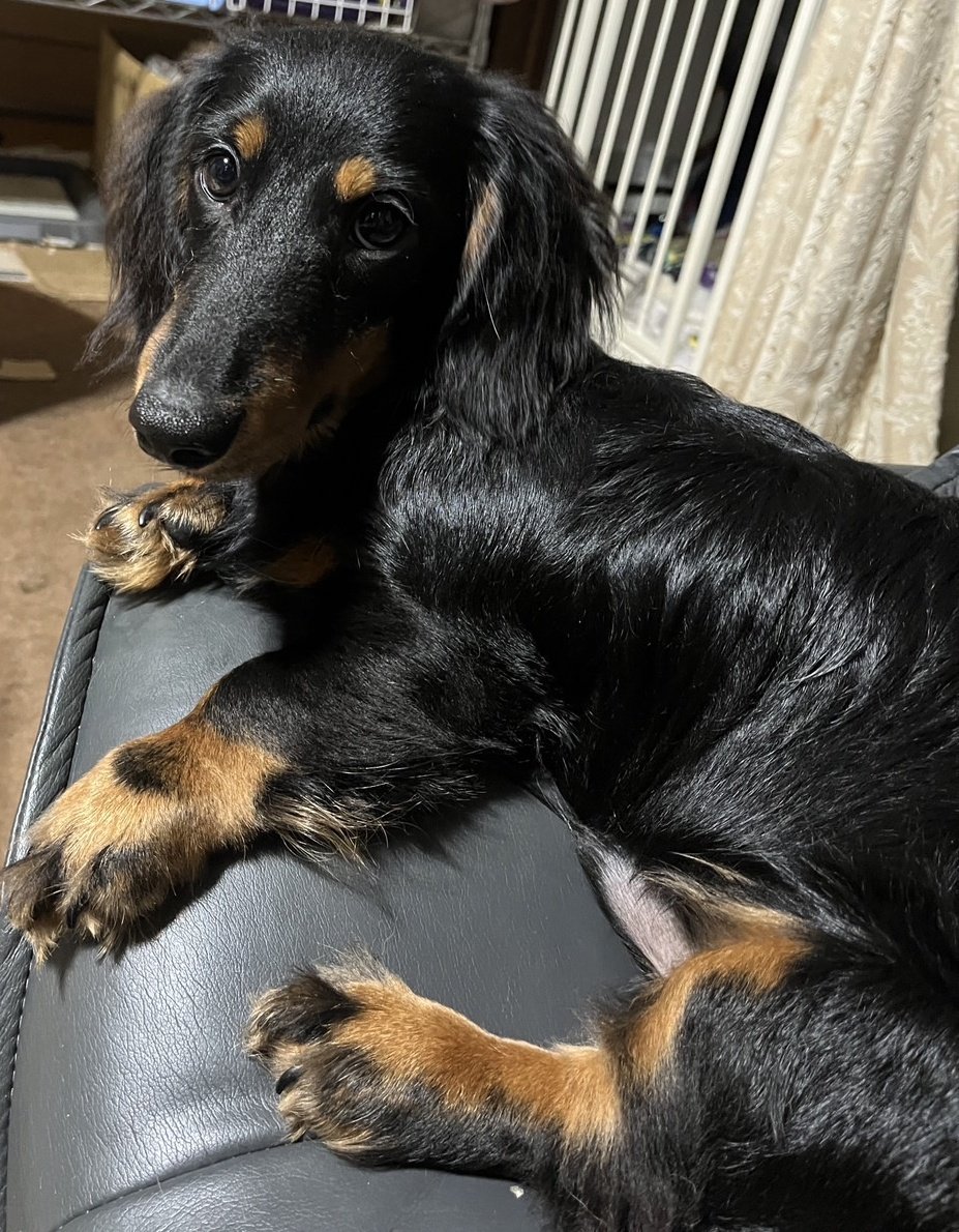 黒と白のスタイルでケルベロスのイラスト ストックベクター ©Marciano Graphic 467179446, image size:927x1190