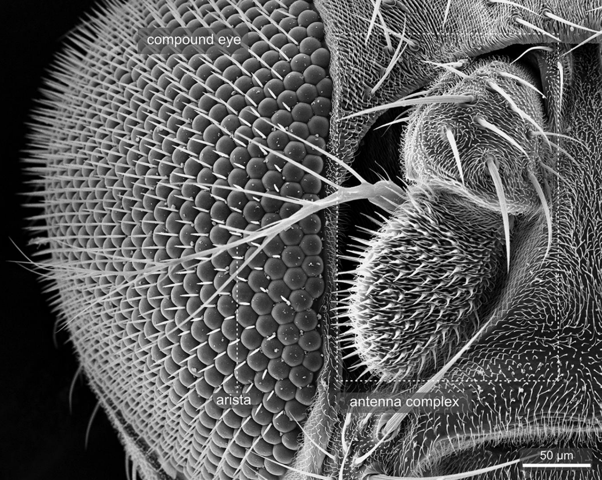 @luschnig.bsky.social (@stefanluschnig) on Twitter photo Marvellous anatomical atlas of #Drosophila melanogaster adult morphology using scanning EM by Achim Paululat and colleagues <a href="/UniOsnabrueck/">Uni Osnabrück</a> published <a href="/GeneticsGSA/">Genetics Society of America</a>
academic.oup.com/genetics/artic… Marvellous anatomical atlas of #Drosophila melanogaster adult morphology using scanning EM by Achim Paululat and colleagues <a href="/UniOsnabrueck/">Uni Osnabrück</a> published <a href="/GeneticsGSA/">Genetics Society of America</a>
academic.oup.com/genetics/artic…