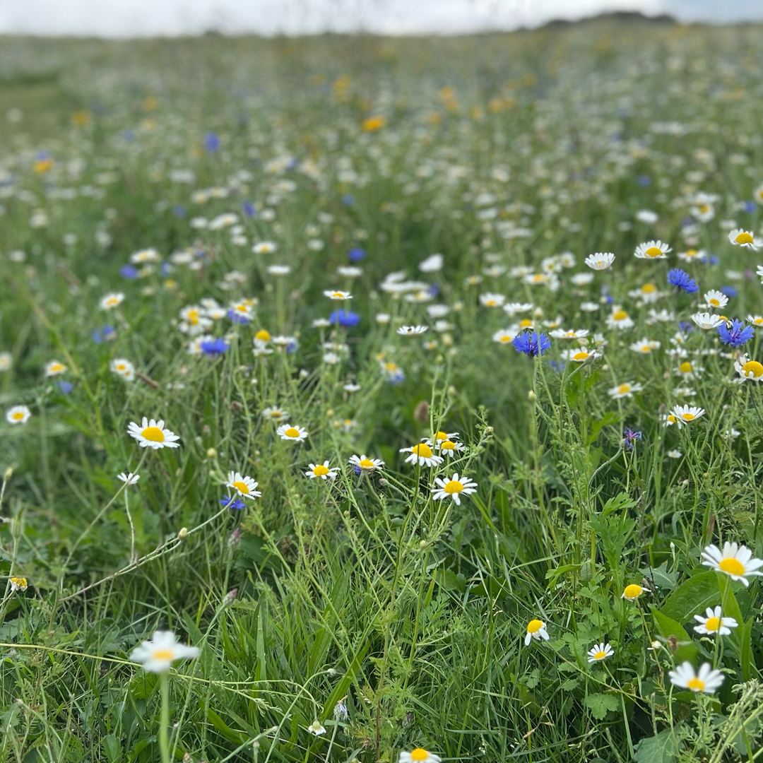 🌸🌺🌼PYO WILDFLOWERS - OPEN 🌸🌺🌼 Our pick your own wild flower patch has re-bloomed and will now be open until the 20th of September.
Pre-book tickets here👇 or just turn up on the day and head to the Farmers Barn on arrival! 
ow.ly/qk0S50Ti2Qb