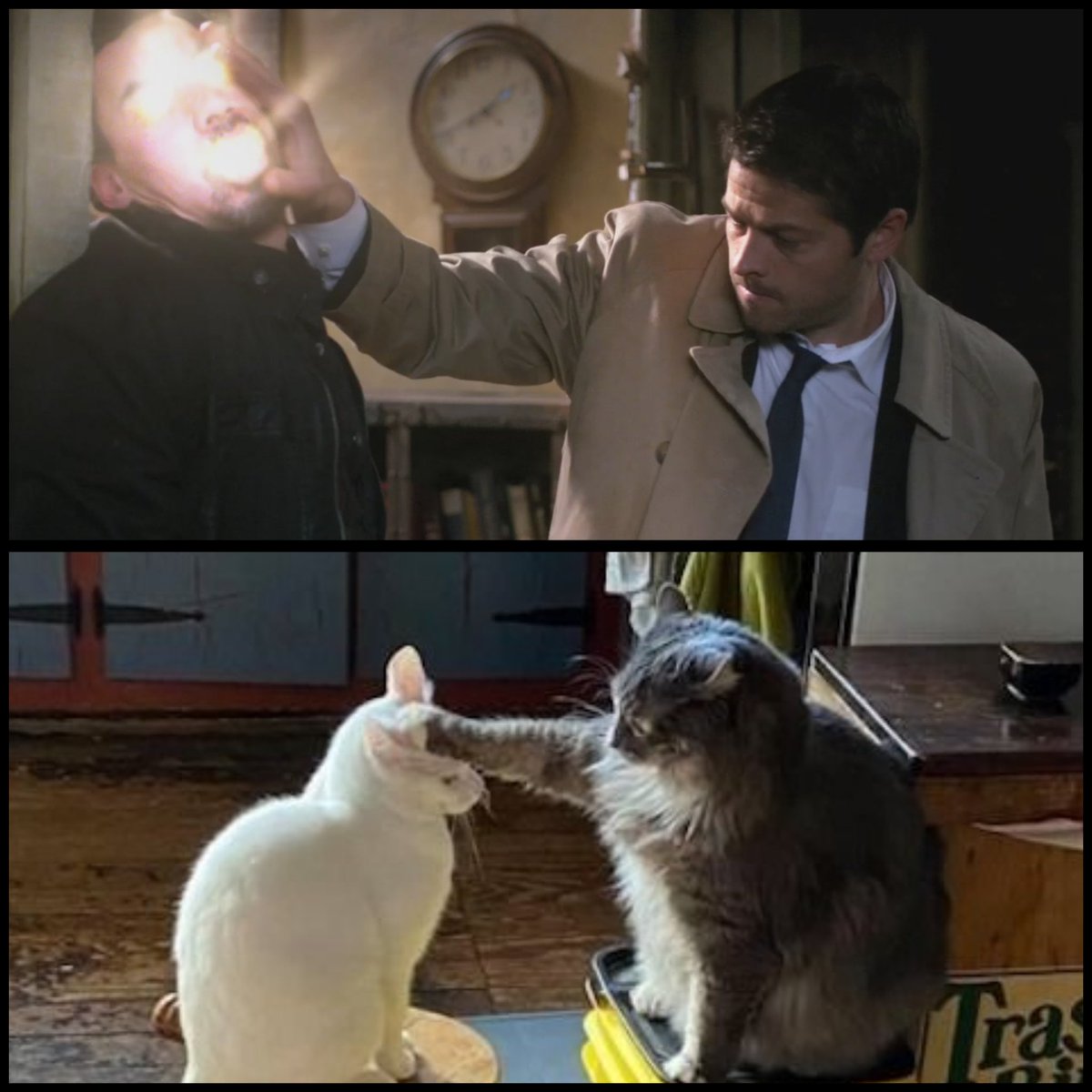 misha collins as cats (@misha_cats) on Twitter photo 
