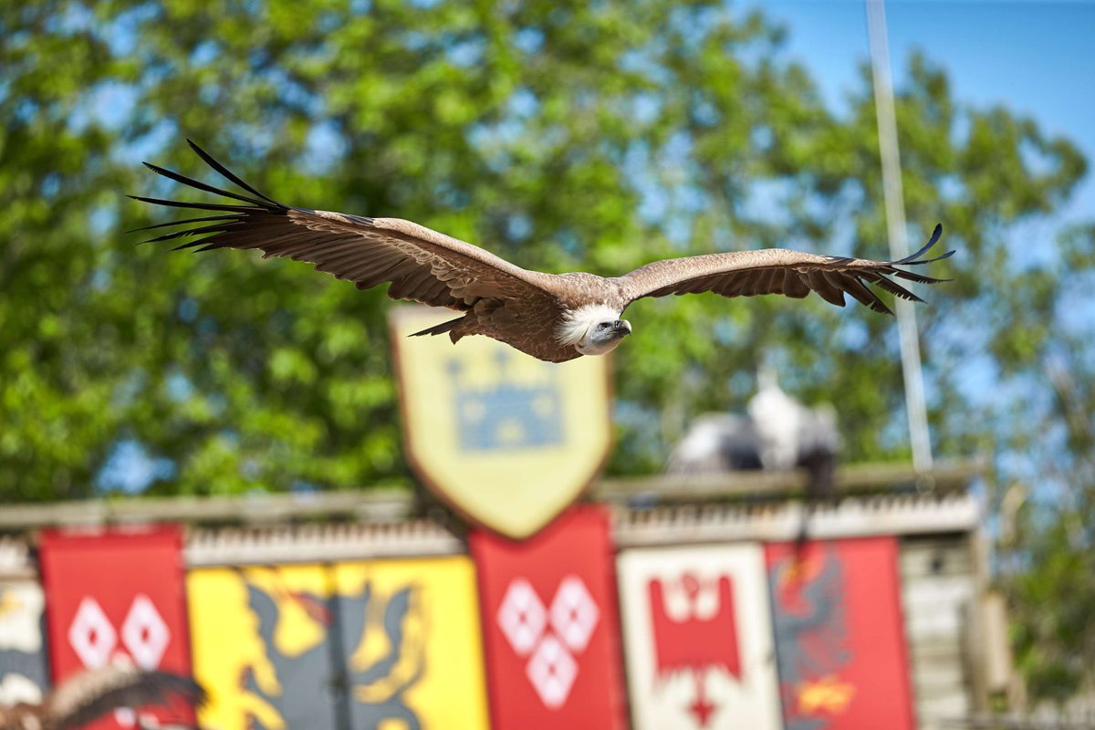 🪶 INTERNATIONAL VULTURE DAY 

👉 The Falconry Academy and the Puy du Fou teams organise a wristband sale.

💫 The funds raised will then be donated to the conservation associations with which the Academy of Falconry teams work.

#PuyduFou #Vulture #Vulture #Baldesoiseauxfantomes