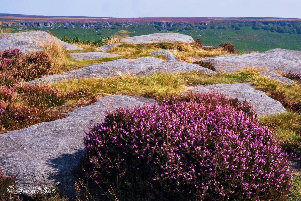 abdalla8338's tweet image. Heather on Higger Tor, Burbage North in the background.

#HiggerTor #Heather #Peakdistrict