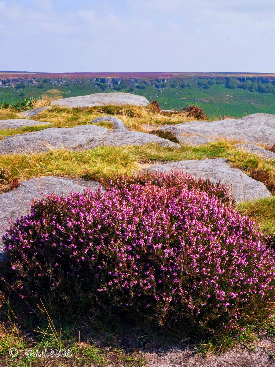 abdalla8338's tweet image. Heather on Higger Tor, Burbage North in the background.

#HiggerTor #Heather #Peakdistrict