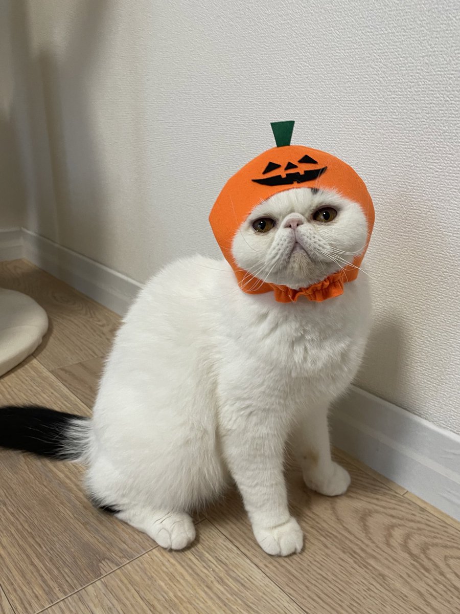 ふくまるページ ふくまる（福丸） (@fukumaru_1001) / Posts / X