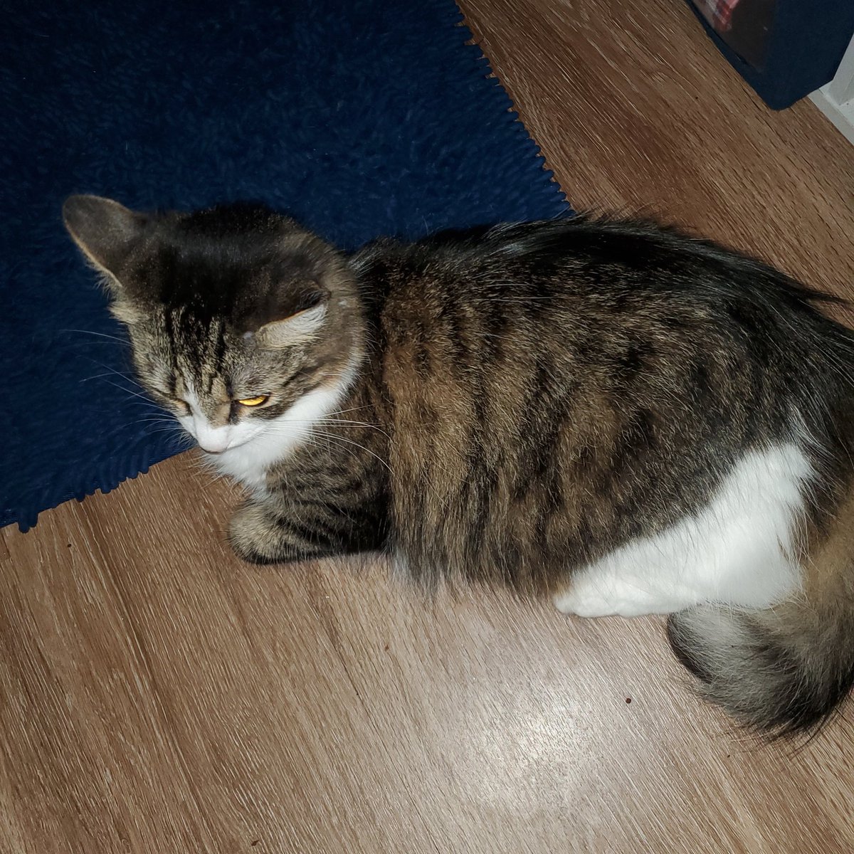 HokieMum's tweet photo. Waiting patiently for her food...#catlady #Doglady #Rescue https://t.co/hXJ241CsZ2