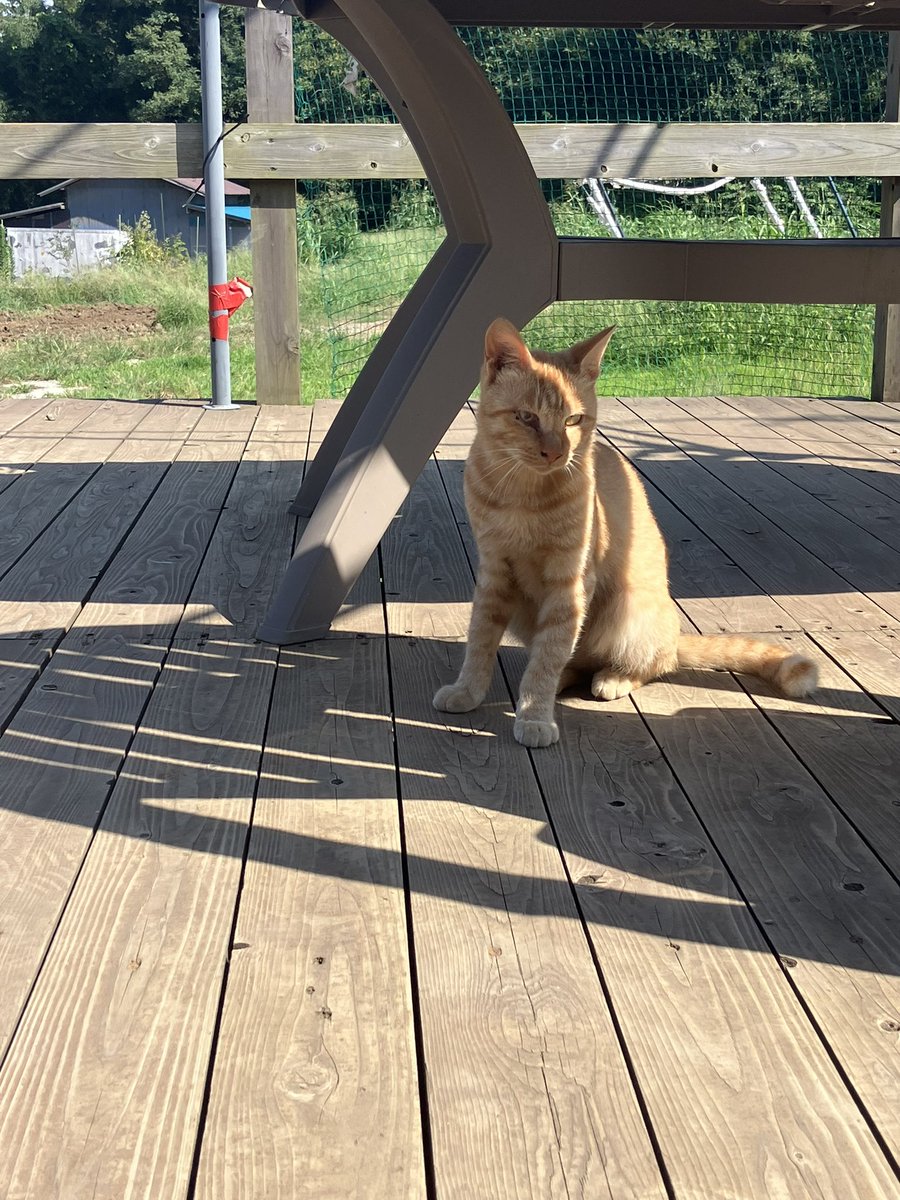 drone_bba's tweet photo. 🔸猫🐈ちゃん、大きくなった！
🔸5インチESCが未着のため、PAVOで練習。
🔸いただいた65とacrobee75も飛ばしてみた。
#のらねこ部 #fpvドローン #ドローン #pavo #newbeedrone #acrobee https://t.co/SXMVOLoaGT