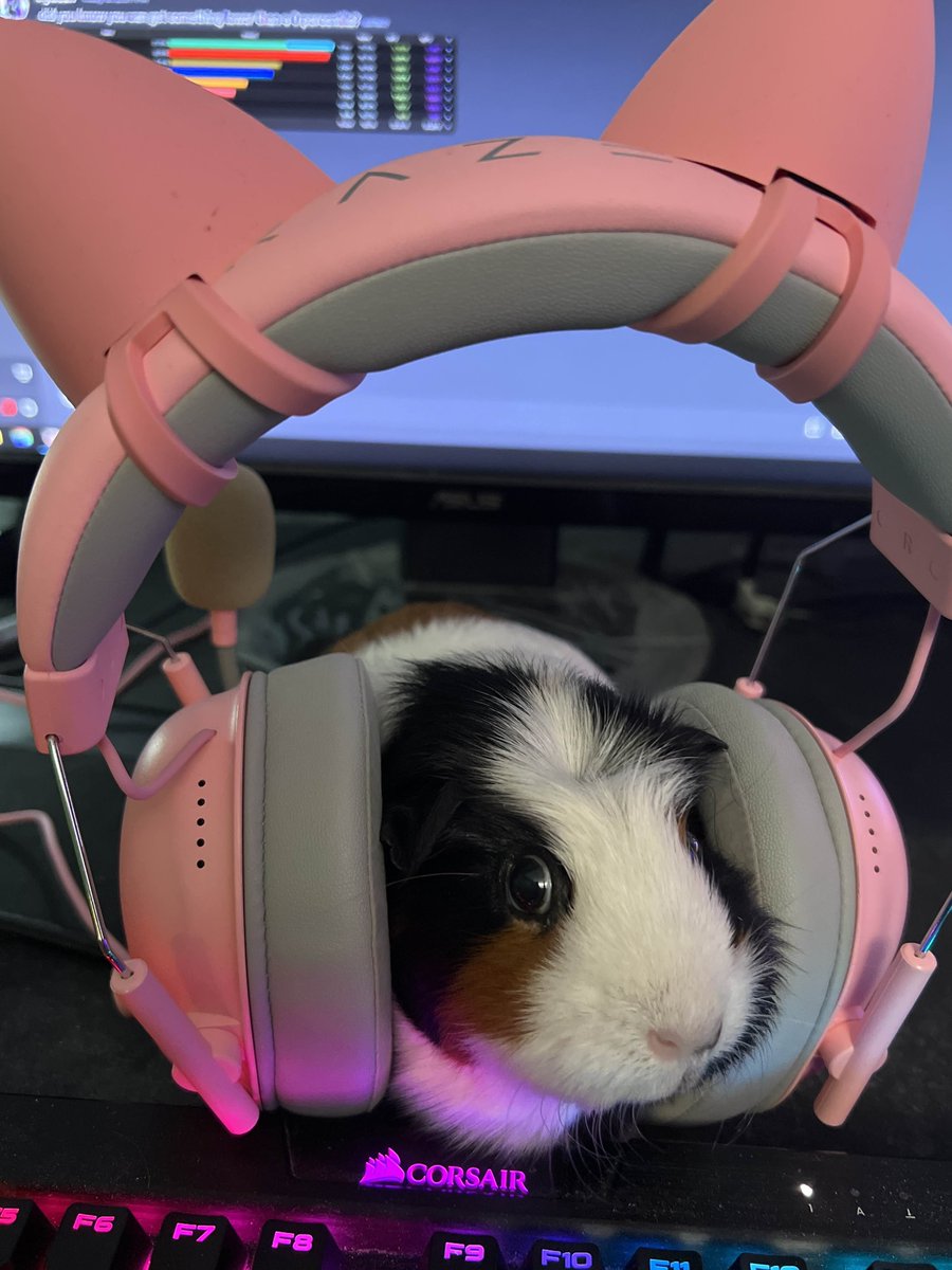 Guinea Pigs: Why They're Not Starter Pets | PETA, image size:900x1200