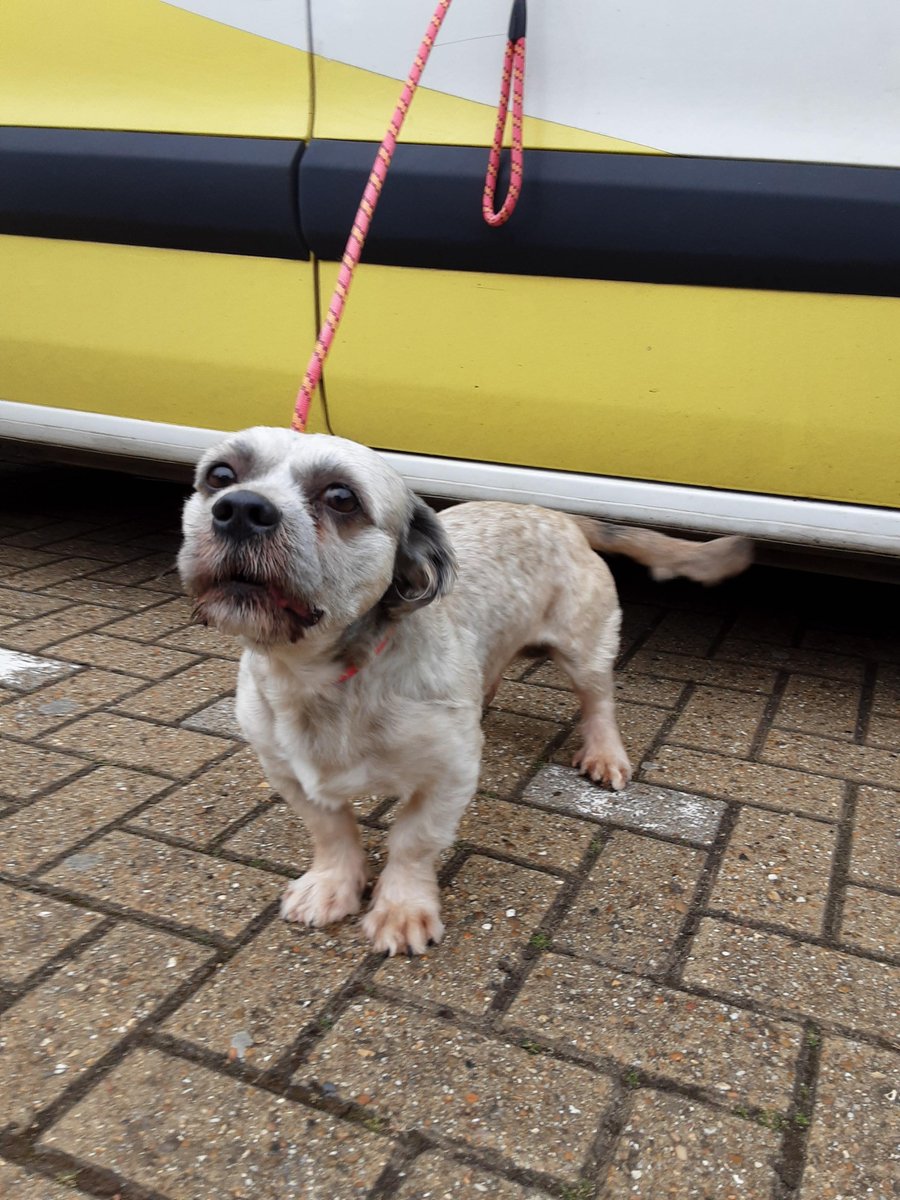 AdoptionsUk's tweet photo. Very urgent, please retweet to help find the owner or a rescue space for this stray dog found  #Pennyland #MiltonKeynes #Buckinghamshire #UK 
Now in a council pound for 7 days. This dog is not available for adoption. Proof of ownership required. 
Male ' ShihTzu' Cross, chip unregistered, he's recently been clipped, found 5 September.
Details or contact if this is your dog or you can offer a rescue shelter space here👇
 https://t.co/gvko0pjw8t 
In the UK a stray dog becomes the property of the council after just 7 days. The dog can then be sent to a rescue shelter or euthanised if local shelters are full.  Rescue shelters across the UK are full. 
Councils continue to grant new licences to breed.   Please share wherever you are so we can reach someone that is in a position to help✅ 
Please adopt or foster a dog from a registered charity or just share to help. 
I am not linked to this pound, I am sharing to help find the owner or a rescue shelter space. 

#dogs #dog #England #Wales #Scotland
@rickygervais @DogsTrust @RSPCA_official #ShihTzu #adoptdontshop #Rescuedogs @MissingPetsGB @DogLostUK @rosiedoc666 @Nightowl400 @LisaClareRead2
