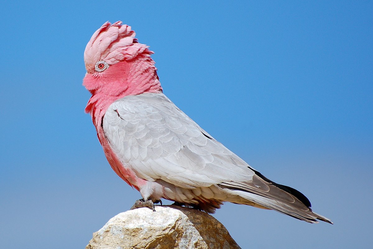 michashikes's tweet image. I saw this beautiful Galah at the Pinnacles in Western Australia

#cockatoo #galah #pinnacles #thepinnacles #thepinnaclesnationalpark #bird #birdphotography #birdwatching #birding #travel #wanderlust #australia #westernaustralia