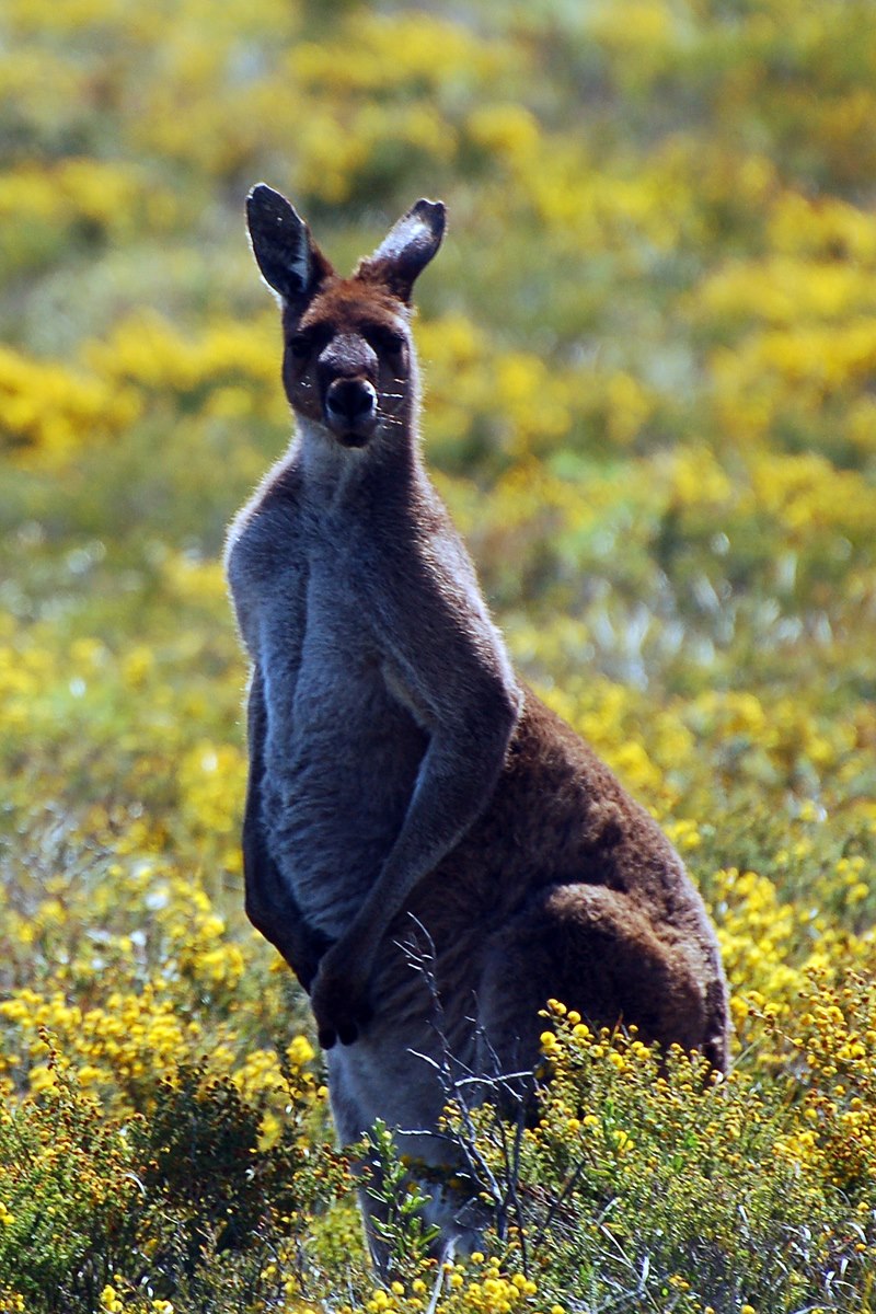 michashikes's tweet image. Who&apos;s looking at you? 

#roo #kangaroo #pinnacles #thepinnacles #thepinnaclesnationalpark #wildlife #marsupial #travel #wanderlust #australia #westernaustralia