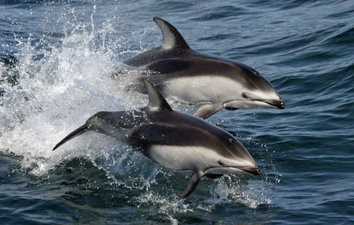 ALERTE GRIND : Iles Féroé /Danemark

200 dauphins bleu et blanc sont en train d'être rabattus en ce moment pour être massacrés aux îles Féroé

Les dauphins ont été repérés juste avant neuf heures ce matin, à cinq milles marins d'Eystnesi, se trouvent maintenant au large de