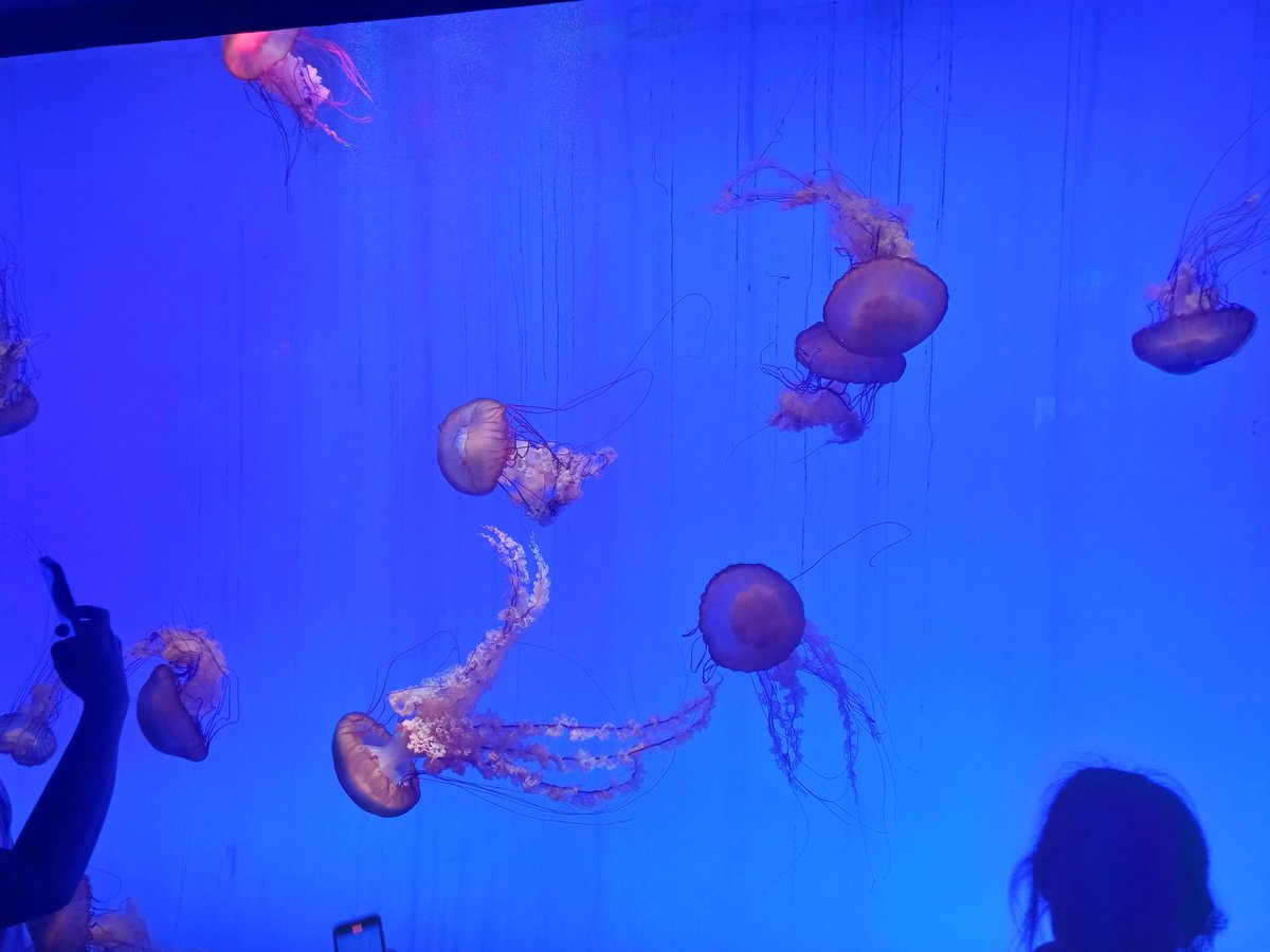 Jellyfish чинь сонин амьтан юм бна