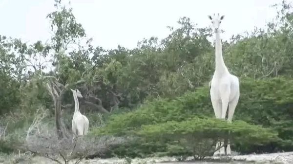 In 2017, 2 rare white giraffes were sighted in Ishaqbini Hirola Conservancy, Garissa County, Kenya 🇰🇪. 

They consisted of a female white giraffe and her seven-month-old but they were poached in March 2020.

Your comments on this